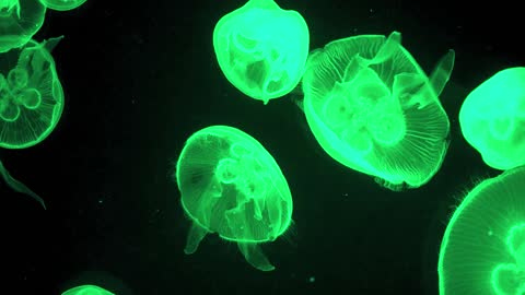 Jellyfish Color Changing