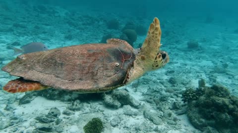 Ocean discovery
