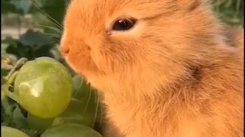 Breakfast for the cute Bunny