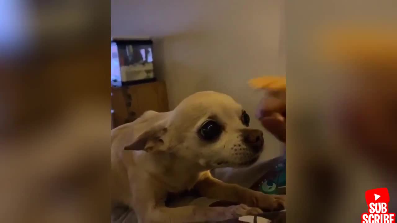 Funny dogs and cats from TikTok angry - angry pets videos kkkkk let's laugh