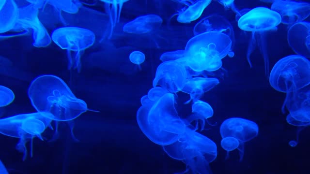 blue jellyfish with love