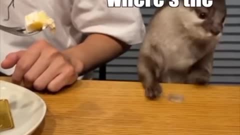 Funny Animal Voiceovers by @klrdubs