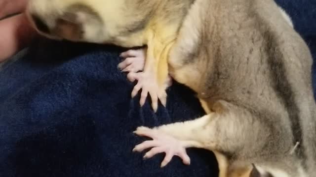 Honey bag glider, Australian marsupial