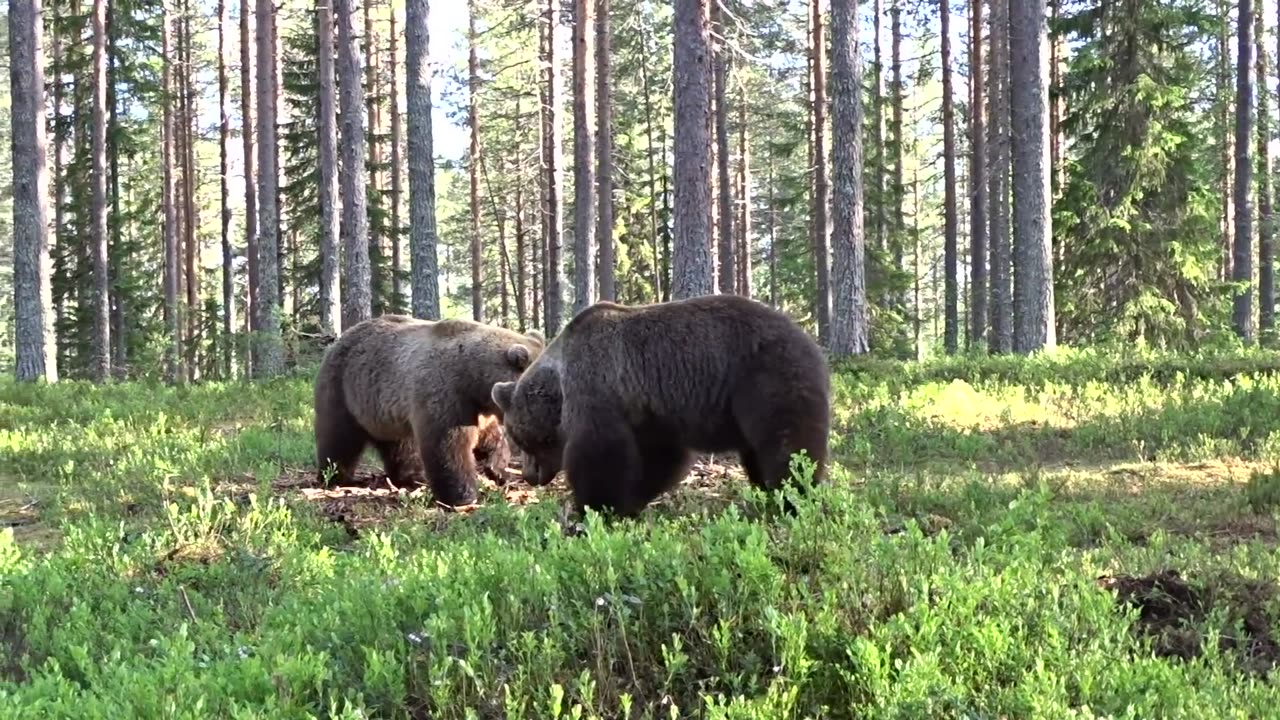 Bear Fight