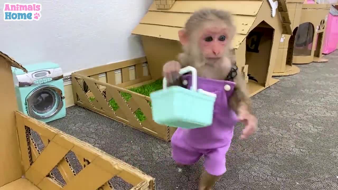 Funny moments of BiBi and naughty parrot_p1