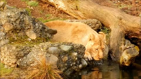 Lion drinking water in jungle//Lion in jungle