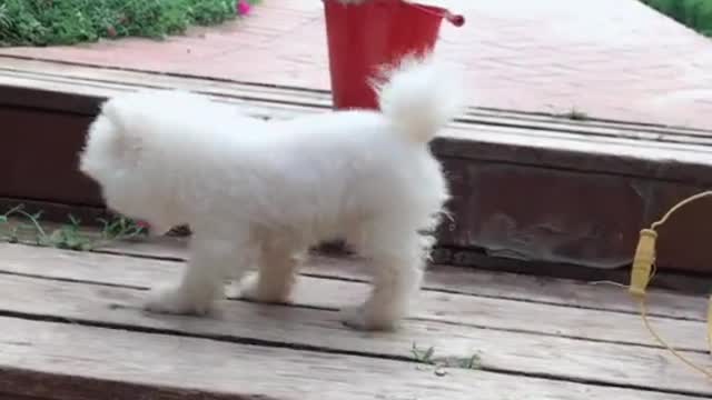 Cute dog funny moment 2022 | dog very funny video| cute honny2022