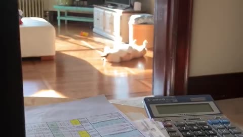 Corgi Basks in the Living Room Sunshine