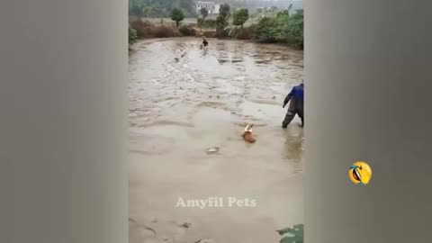 🐈🐱 Funniest Cats and Dogs Videos 🐈😂 Funny Animal Moments # 1