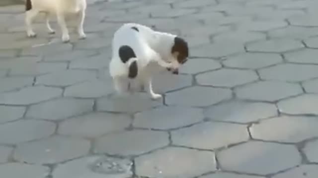 ts Viral Clips😹_ #funny Dogs #shorts 🤣_ #trending #animals #reels