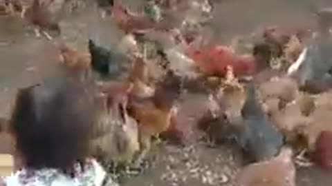 Child Feeding the very top chickens