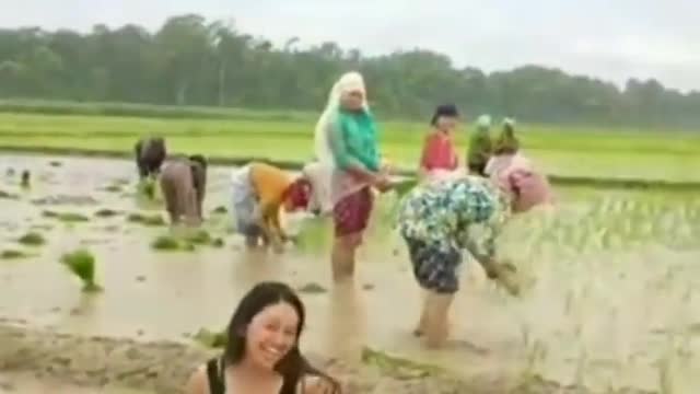 cute baby girl dancing in field of rice