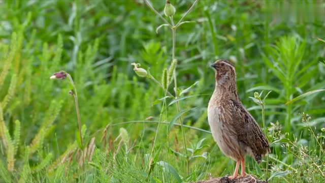 Quail cry's as loud & clear as that of a dripping stream