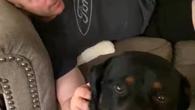 Rottweiler Life