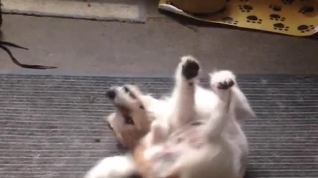 Dog scratching its back against carpet