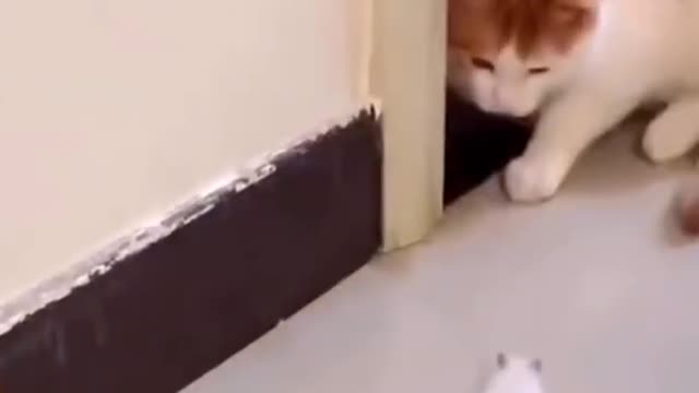 Funny Animals