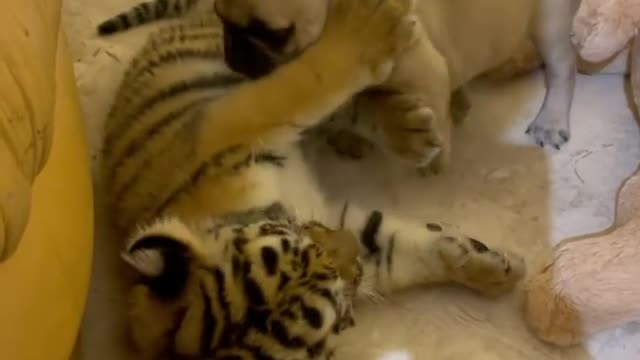 tiger cub and puppy playing