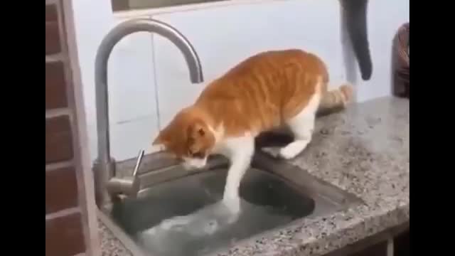 Funniest cats compilation