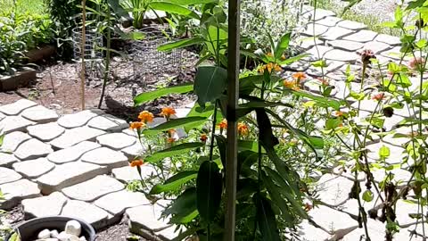 Monarch On Milkweed, Blue Jay & Airplane