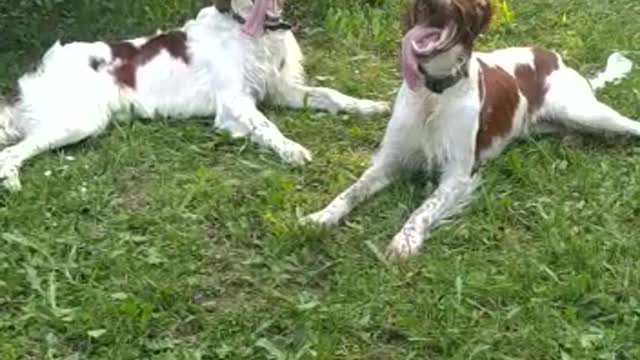 Our dog meets his brother after a year.They look exactly the same.No one will recognize them