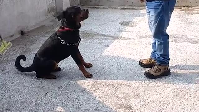 Rottweiler dog training video