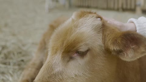 person petting a calf on a farm | beautiful video |