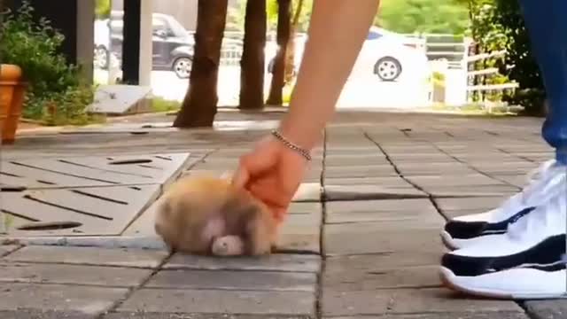 Cutest baby animals Videos Compilation Cute moment of the Animals episode : 15