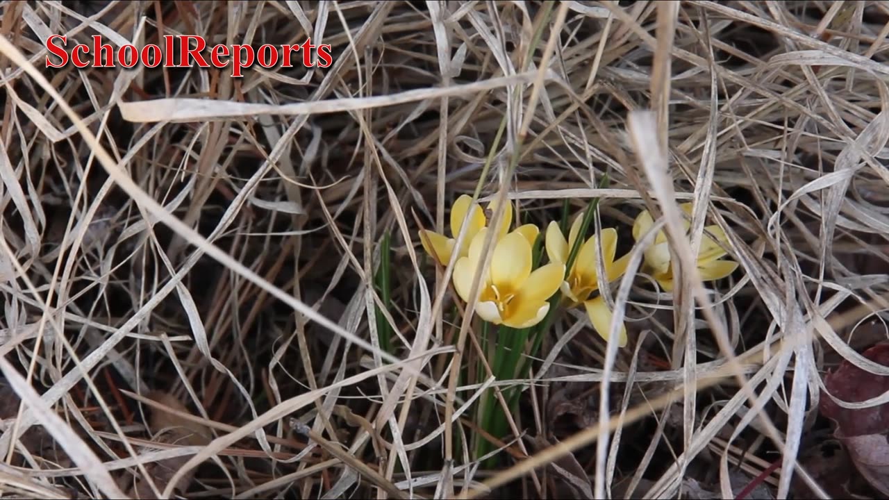 Intro flowers 3 minutes