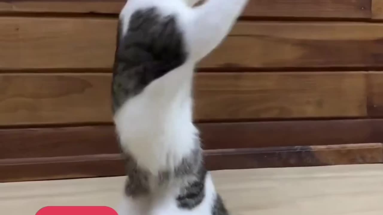 Beautiful cat learning a fighting game.😲😀😲