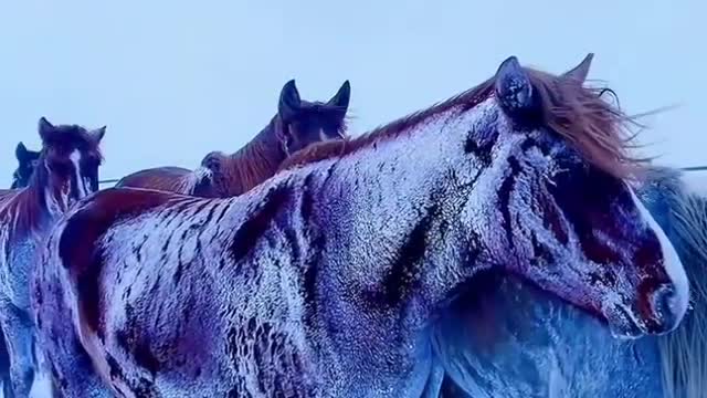 How animal live in snow
