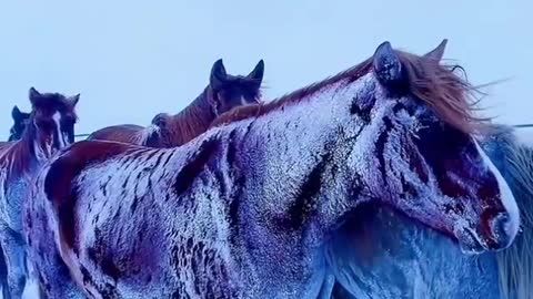 How animal live in snow