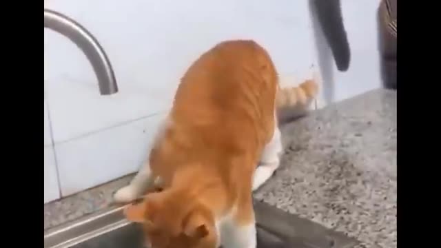 Funniest Cats 😹 - Don't try to hold back Laughter 😂 - Funny Cats Life