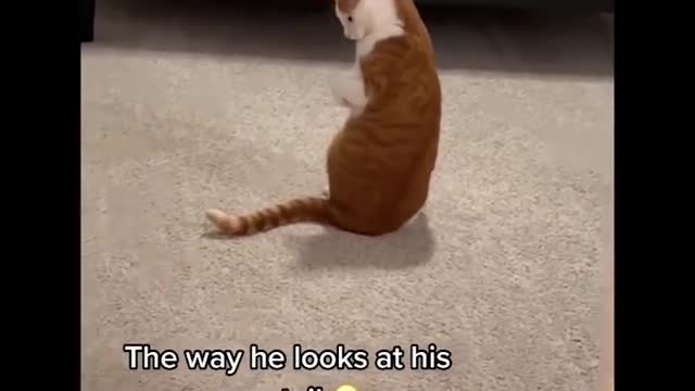 Funniest cat videos #32 - HILARIOUS!