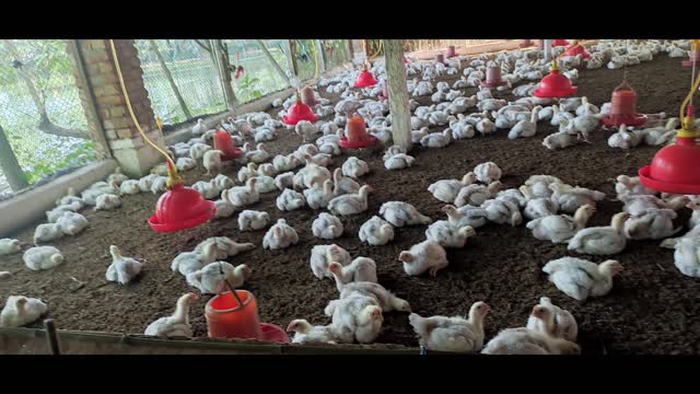 Chicken poultry farm. I love chicken 🍗🐓🐓