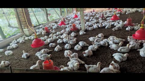 Chicken poultry farm. I love chicken 🍗🐓🐓