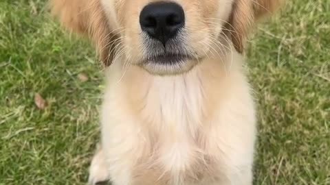Meet the adorable golden retriever puppy, bringing joy and sunshine into our lives!