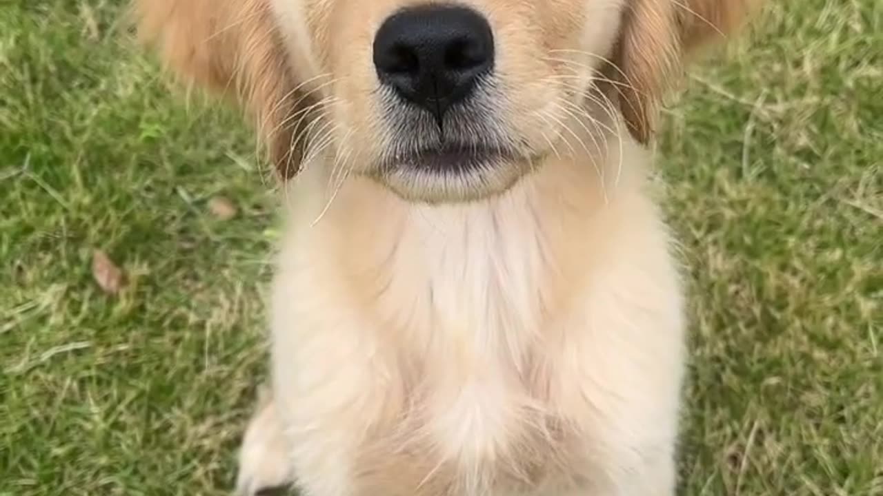 Meet the adorable golden retriever puppy, bringing joy and sunshine into our lives!