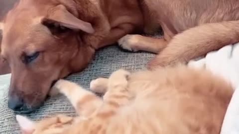 Fight Dog And Cat Who Is Winner ? Cutepuppylover #Rumblevideos