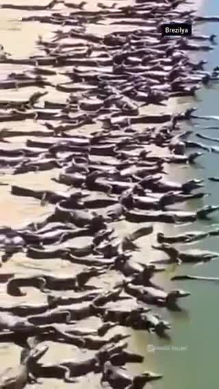 An Invasion of Crocodiles Have Flooded One of the Beaches in Brazil