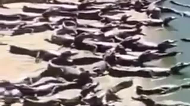 An Invasion of Crocodiles Have Flooded One of the Beaches in Brazil