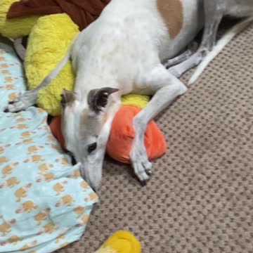 Sweetheart Greyhound Can't Let Go of Big Duckie