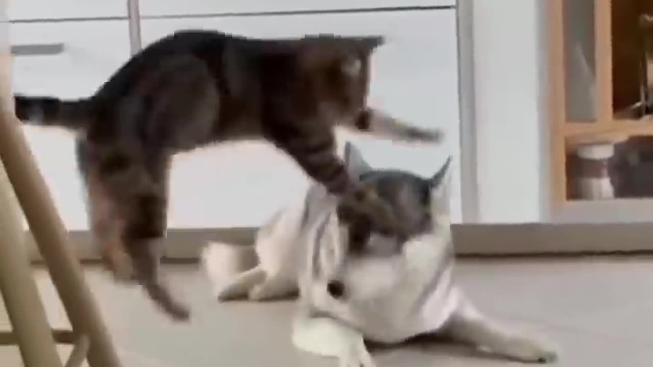 Unlikely Friendship: Astonishing Cat and Dog Duo! Short #shorts #funnymemes #syl_vester