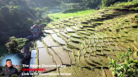 Landscape rice field in Nepal |