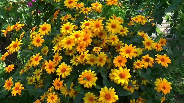 Relaxing Music | Soothing Instrumental Music | Multicolour Flowers |