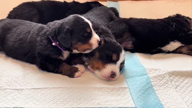 A newborn dog licks its big brother