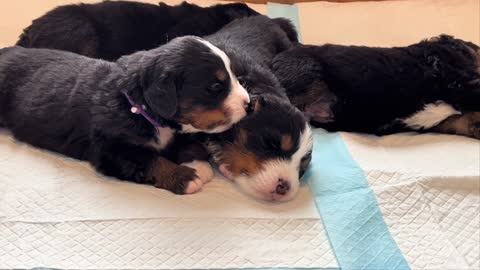 A newborn dog licks its big brother