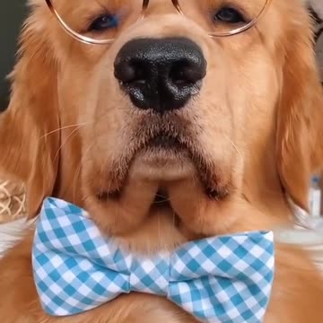 I Has Barking News with a dog