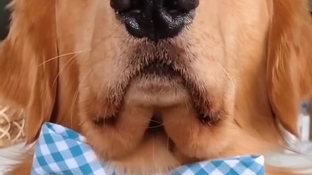 I Has Barking News with a dog