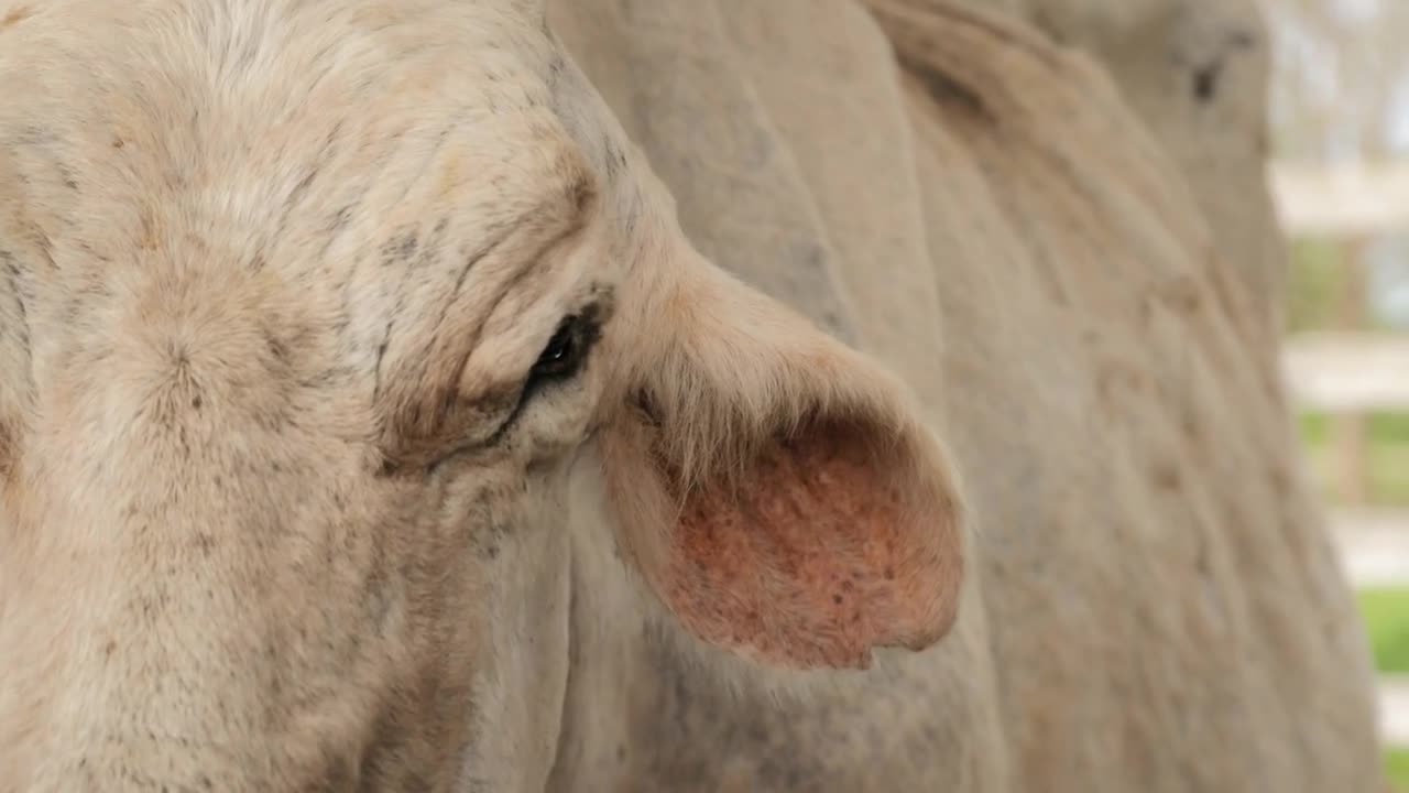 Detail And Close-up Of Cow Face In Farm