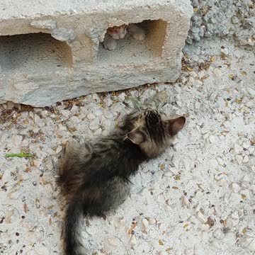 Cat 🐈 playing with dog